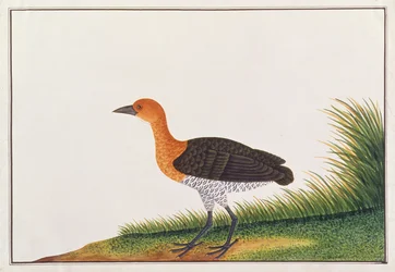 Slaty-patas Crake, de desenhos de aves de Malaca, c.1805-18 (wc no papel)